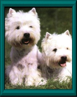 westie
